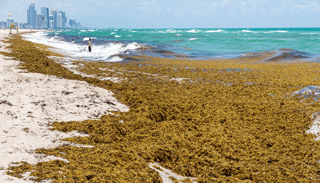Sargazo acumulado en la playa de Quintana Roo, con el mar y edificios de fondo, reflejando la crisis ambiental que afecta al turismo.