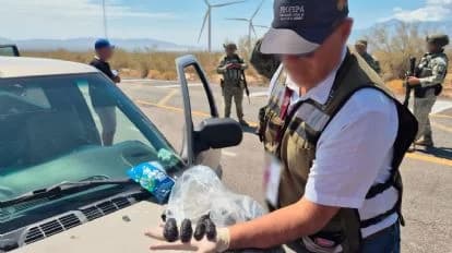 Agente de Profepa inspecciona pepinos de mar decomisados en un operativo en Baja California, evidenciando el tráfico ilegal de especies marinas.