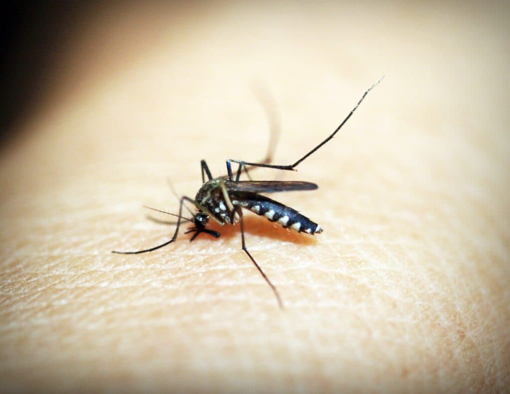 Mosquito posado sobre la piel de una persona, ilustrando cómo estos insectos eligen a sus víctimas según señales químicas.