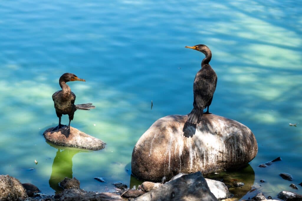 Aves acuáticas migratorias descansando sobre rocas en el lago del Parque de la Amistad, Tijuana, durante su paso por la región.